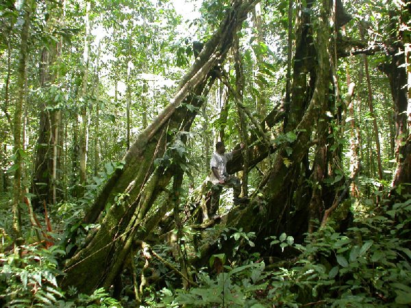 Ficus archboldiana image