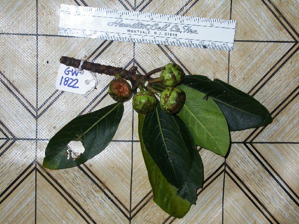 Ficus arbuscula image