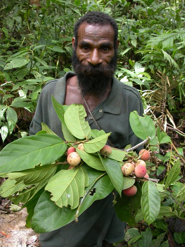 Ficus baeuerlenii image