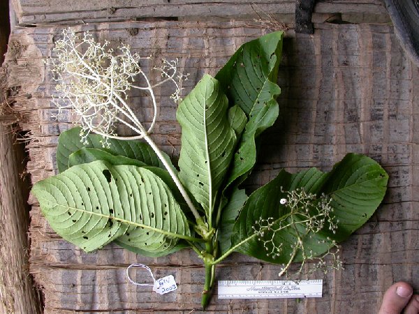 Psychotria katikii image