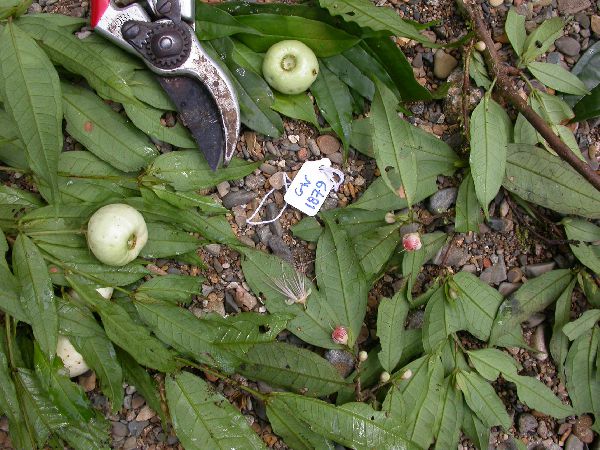 Syzygium stipulare image