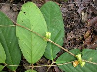 Syzygium madangense image