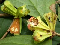 Syzygium madangense image