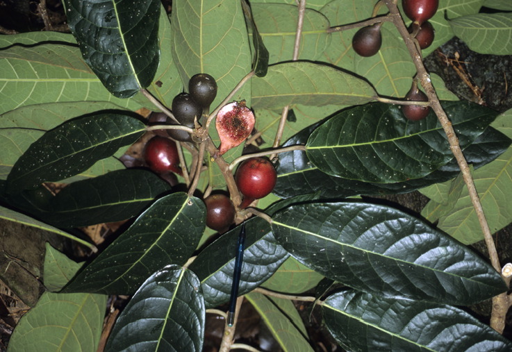 Ficus habrophylla image
