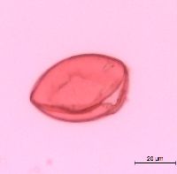 Polygonatum biflorum image