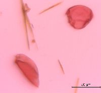 Polygonatum biflorum image
