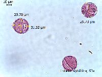 Lobelia siphilitica image
