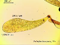 Asclepias incarnata var. incarnata image