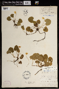 Image of Rubus repens
