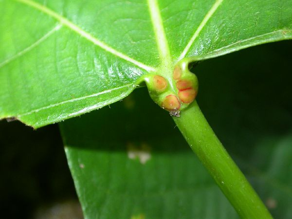 Poikilospermum amboinense image