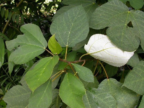 Ficus grossularoides image