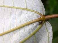 Ficus grossularoides image