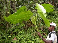 Macaranga magnifolia image