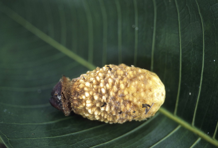 Ficus hesperidiiformis image