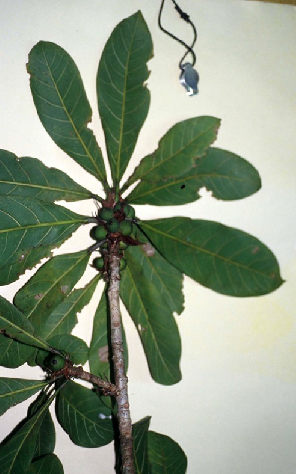 Ficus cahuitensis image