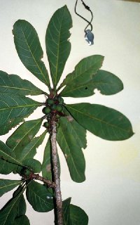 Image of Ficus cahuitensis