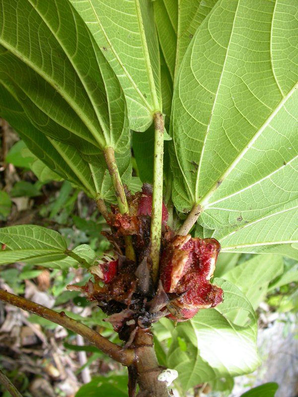 Ficus conocephalifolia image