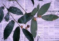 Ficus odoardi image