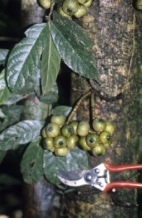 Ficus schwarzii image