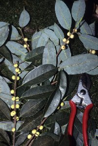 Ficus lowii image