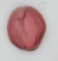 Amelanchier sanguinea image