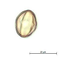 Hypericum punctatum image