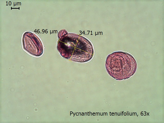 Pycnanthemum tenuifolium image