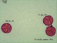 Anemone patens image