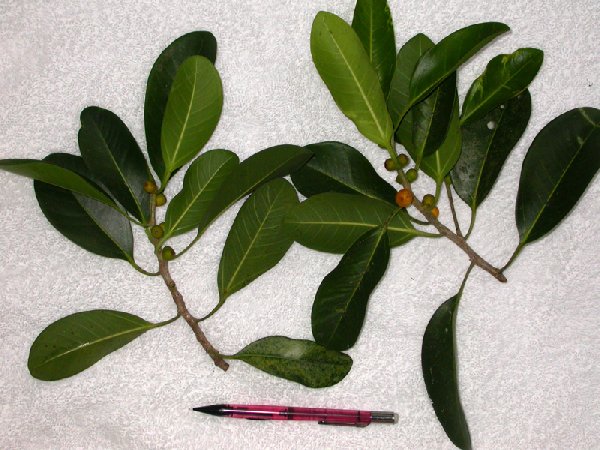 Ficus rigo image