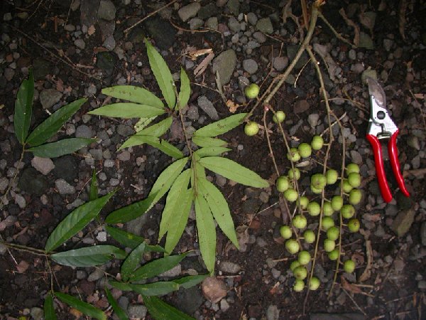 Ficus linearifolia image