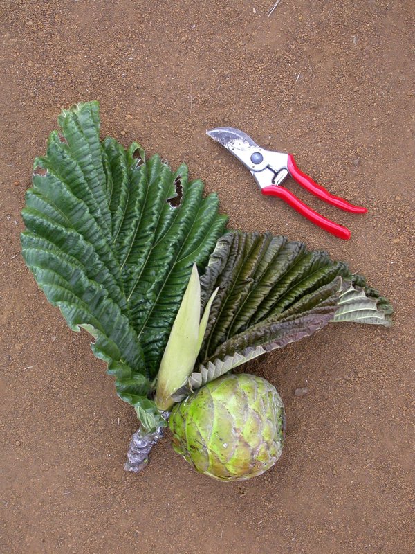 Ficus dammaropsis image