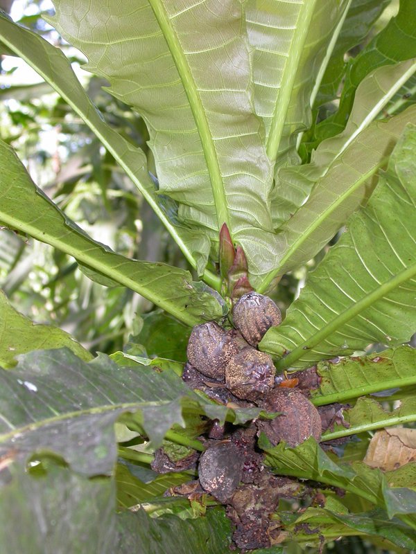 Ficus pseudopalma image