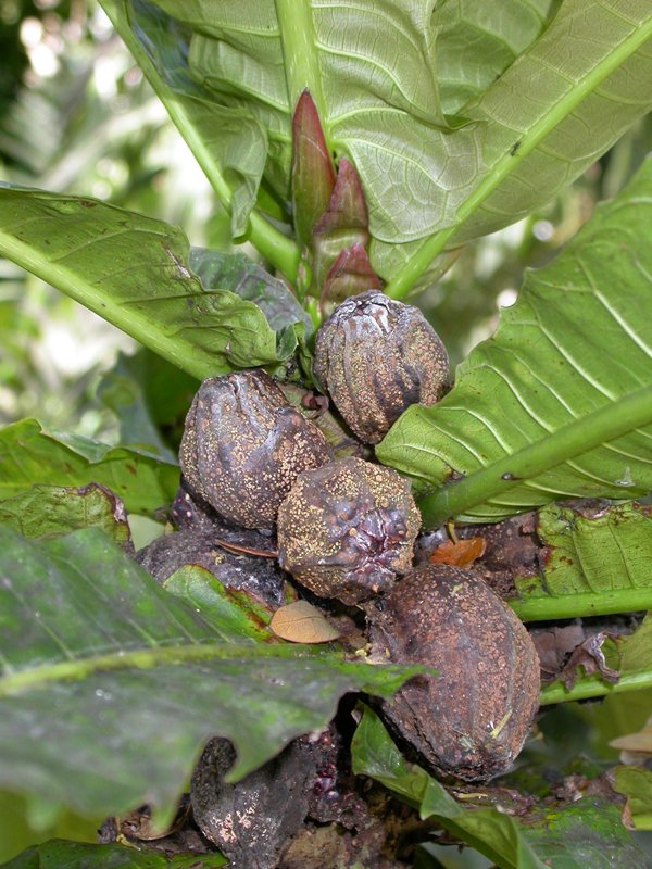 Ficus pseudopalma image