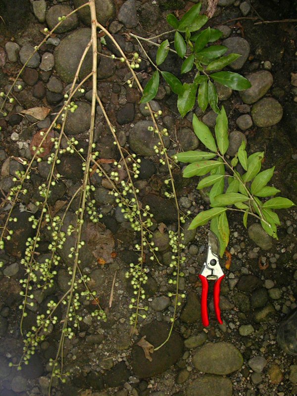 Ficus ribes var. cuneata image