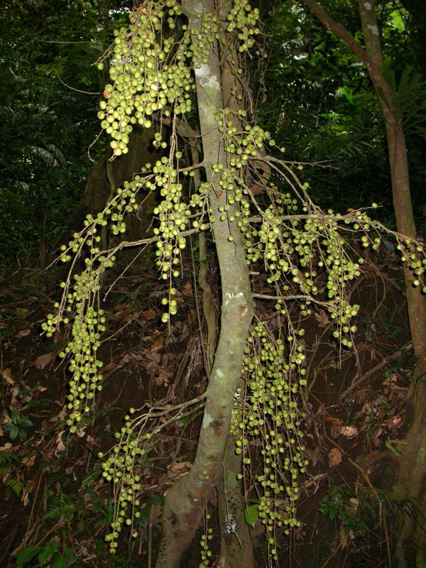 Ficus cuneiformis image