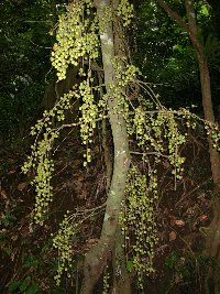Ficus ribes var. cuneata image