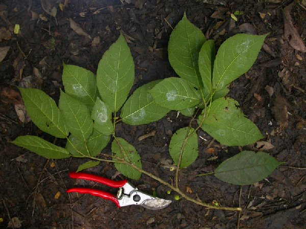 Ficus gul image