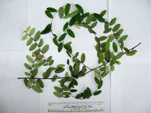 Ficus disticha subsp. calodictya image