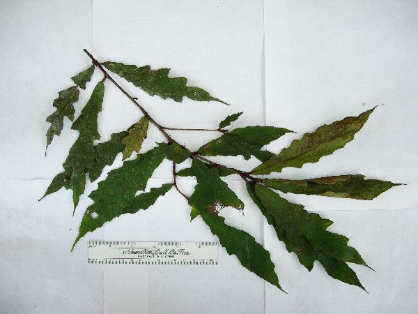 Ficus phaeosyce image