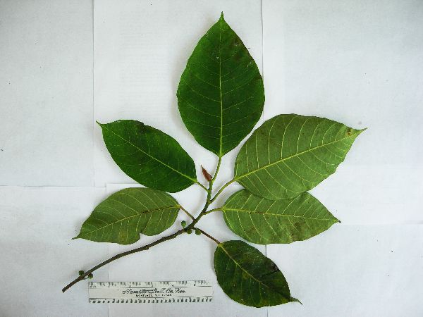 Ficus comitis image