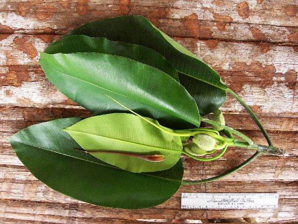 Ficus hesperidiiformis image