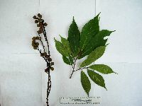Image of Ficus arfakensis