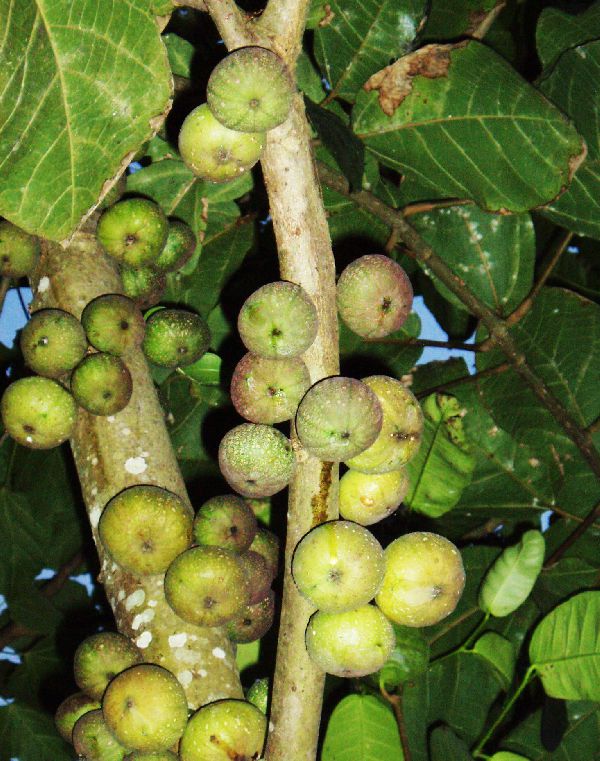 Ficus copiosa image