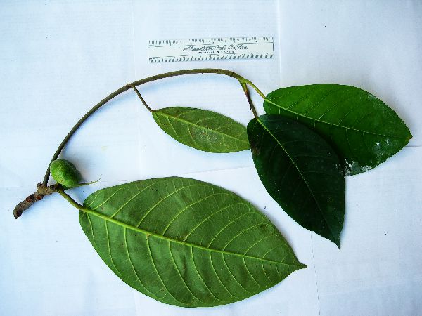 Ficus austrina image