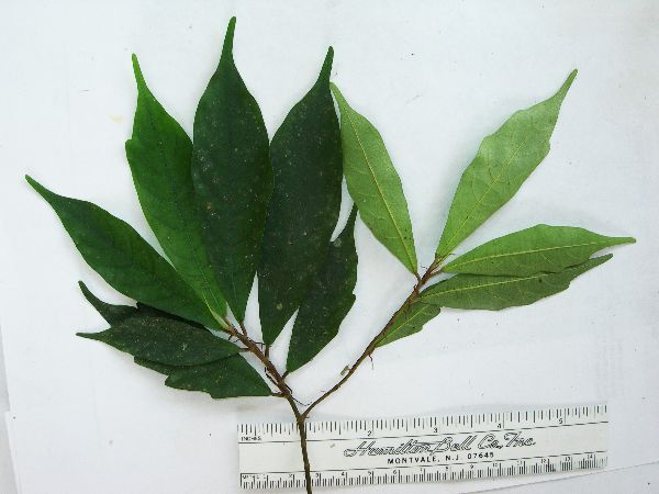 Ficus erythrosperma image