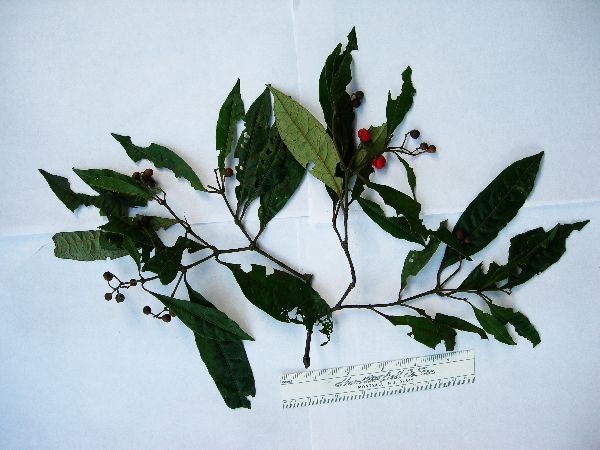 Eumachia membranifolia image