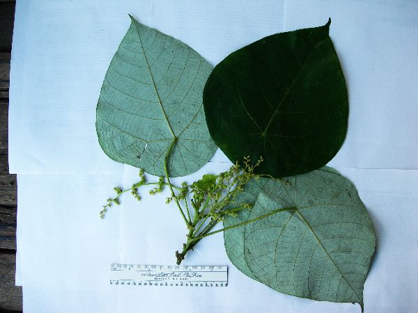 Macaranga clavata image