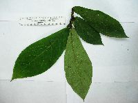 Image of Ficus hahliana