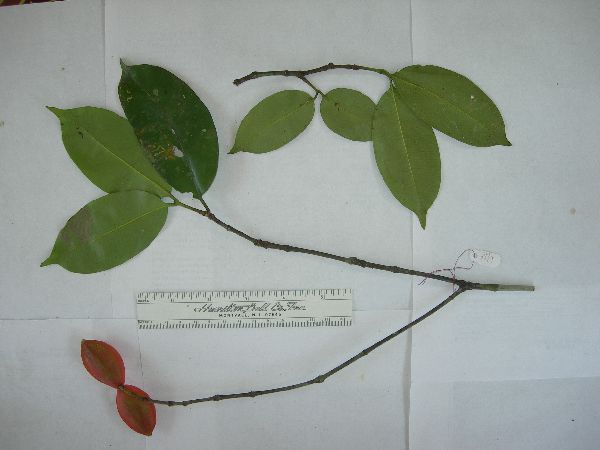 Tabernaemontana image