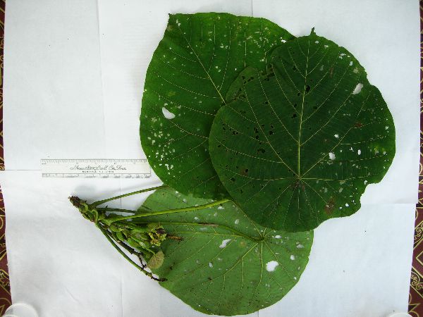 Macaranga quadriglandulosa image